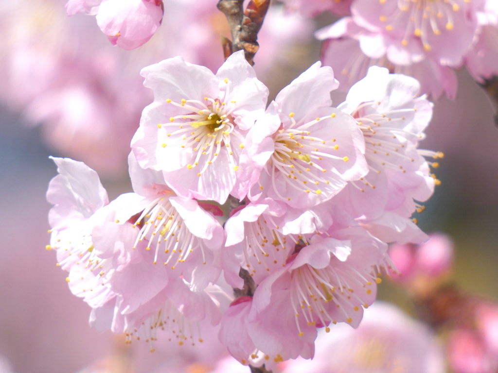 3月初めに満開になる都内の椿寒桜