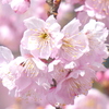 3月初めに満開になる都内の椿寒桜