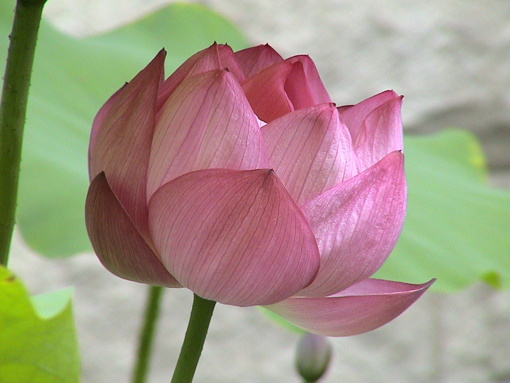 初期のデジタルビデオカメラで撮った蓮の花