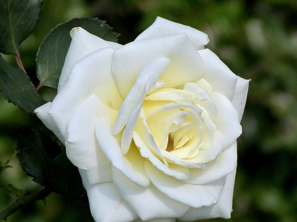 荒川自然公園の白い秋薔薇