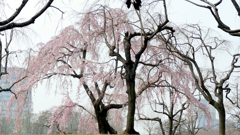 都立公園の福島滝桜