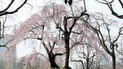 都立公園の福島滝桜