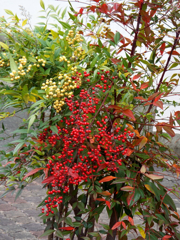 竹の塚団地の紅白の南天の実