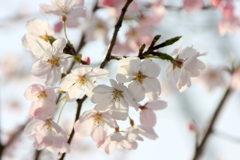 北区田端の高台の並木の植えられた陽光浴びる神代曙桜