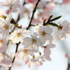 北区田端の高台の並木の植えられた陽光浴びる神代曙桜