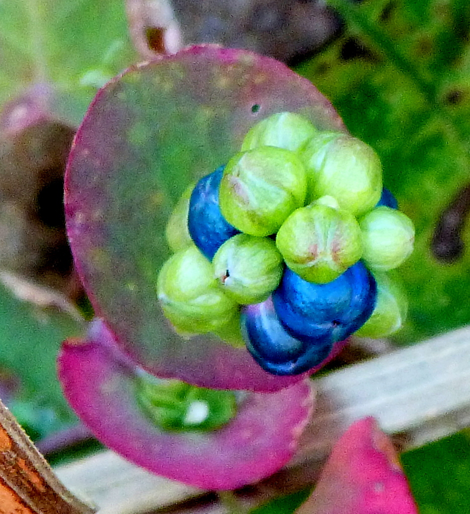 イシミカワ、どうぞめしあがって、食べれないけど