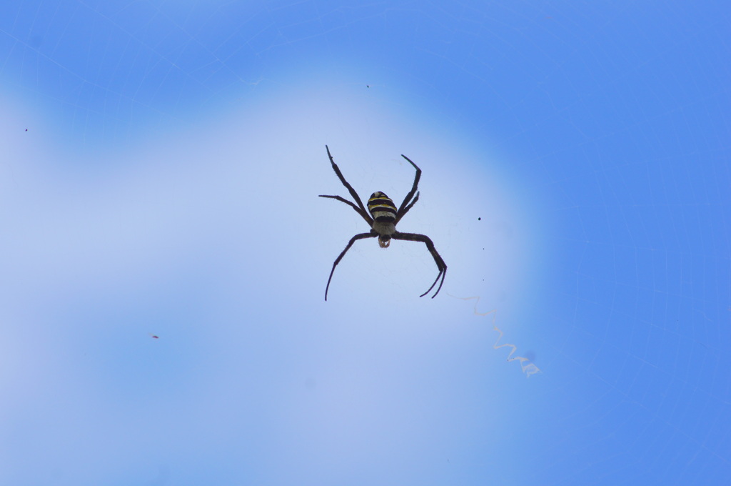 雲とコガネグモ