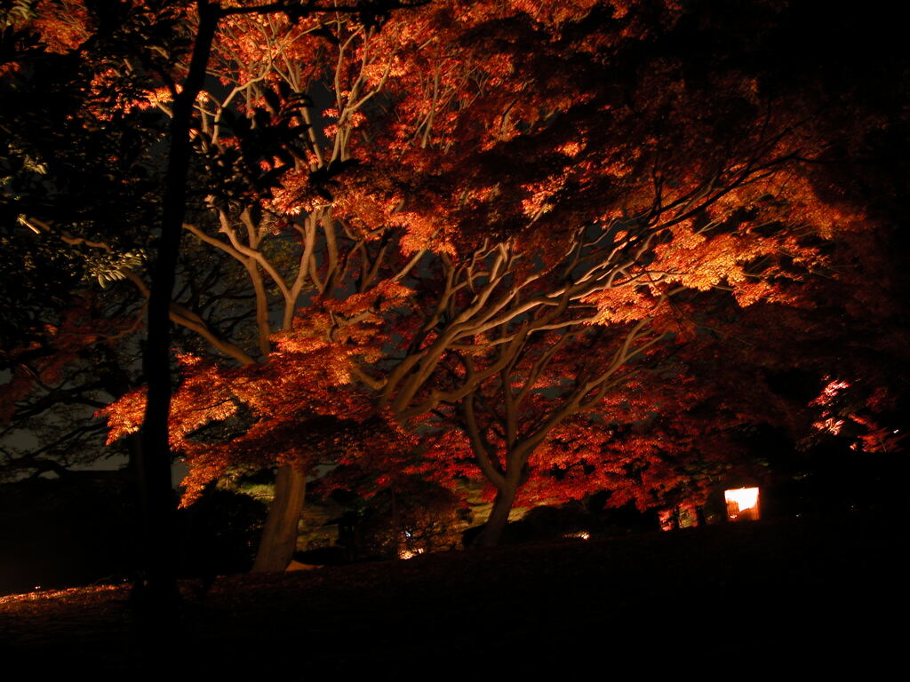 六義園の紅葉