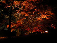 六義園の紅葉
