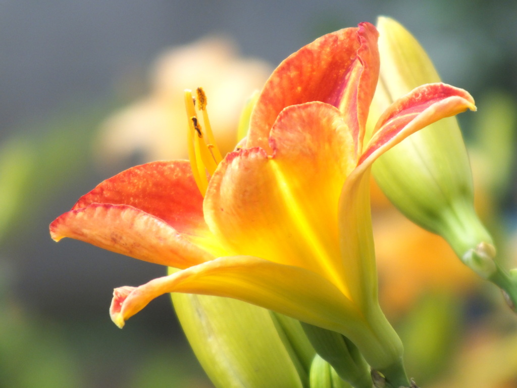 橙色のヘメロカリス