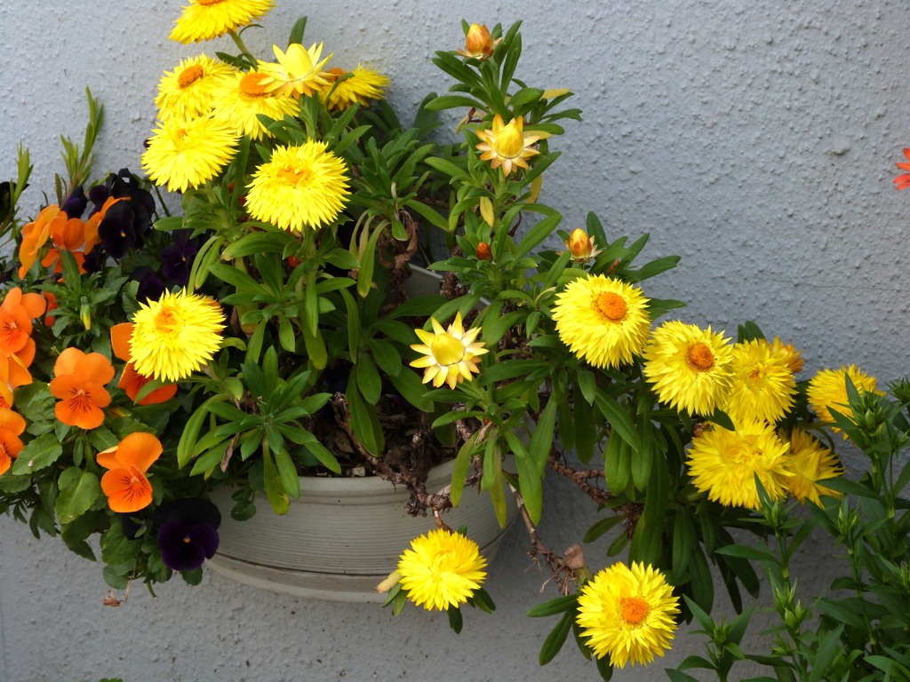民家の軒下のオレンジのビオラと黄色いムギワラギク