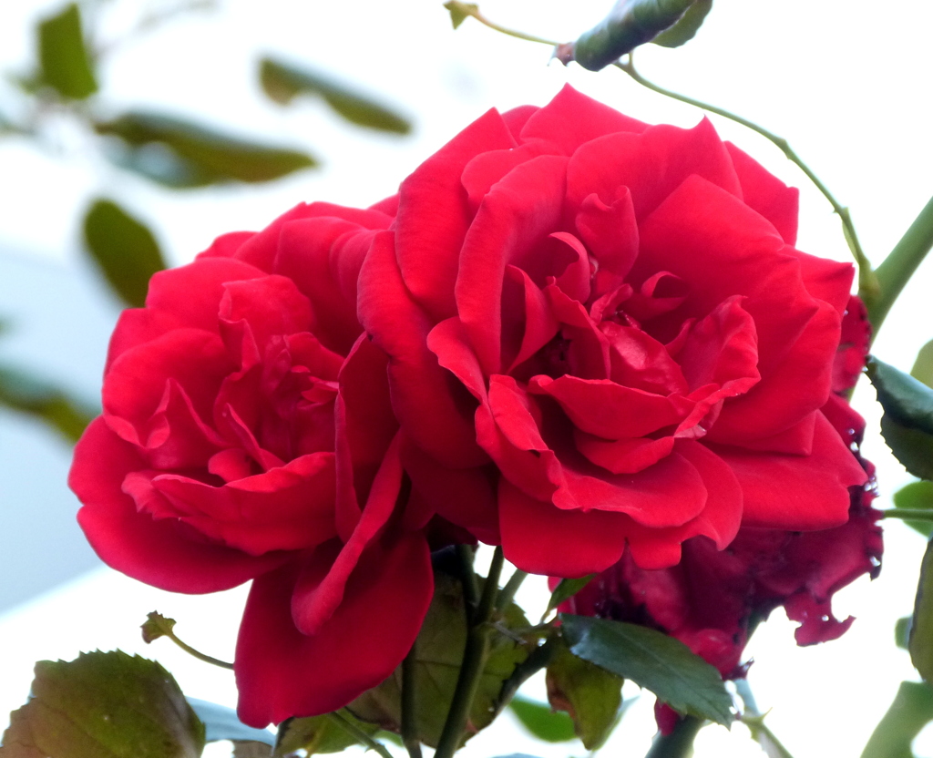 秋の赤いつる薔薇