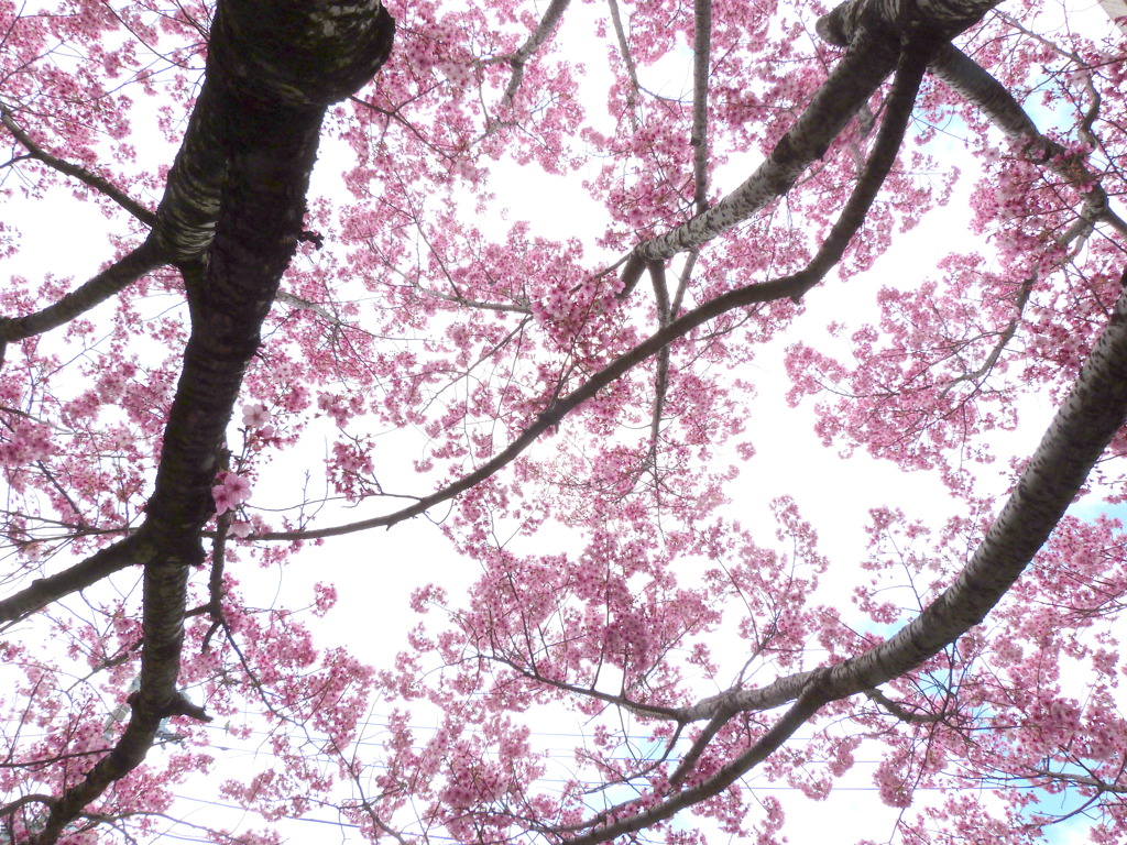 上野寛永寺そばの陽光桜