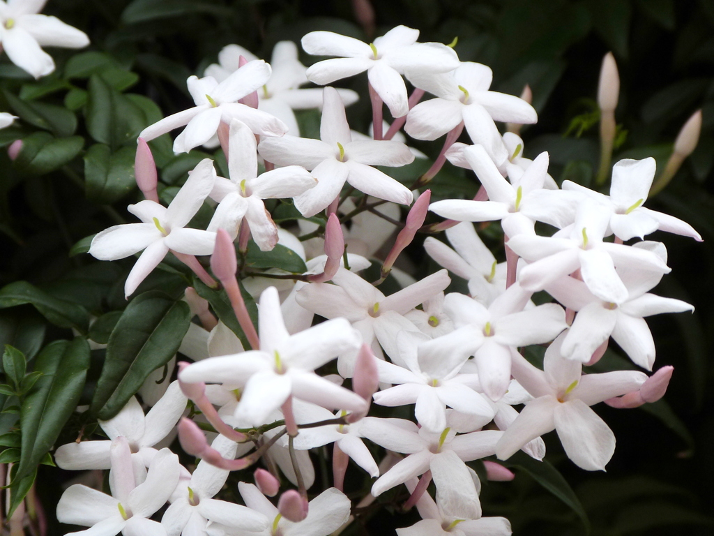 ハゴロモジャスミン