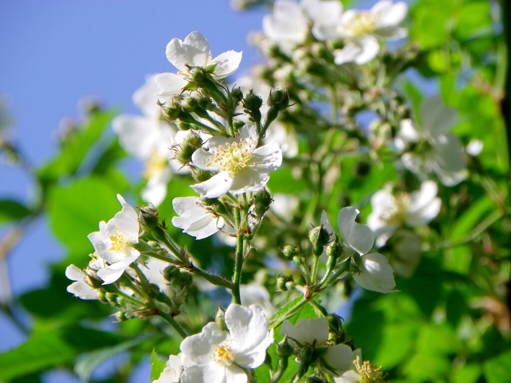 青空の野薔薇