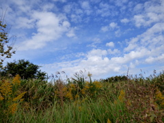 都内の河原の秋の風景２
