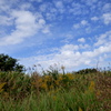 都内の河原の秋の風景２