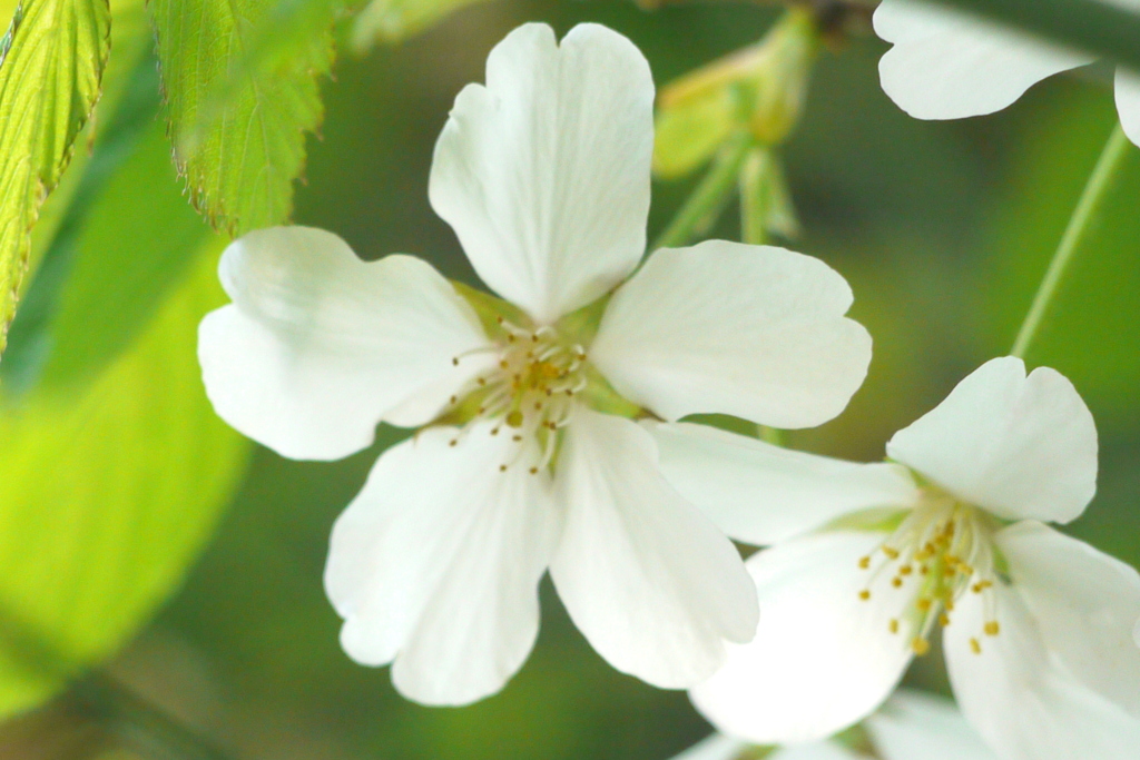 大島桜の花弁