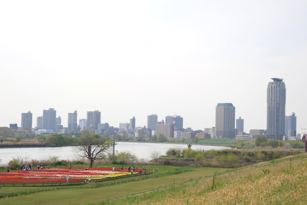 都市農業公園下の河原から