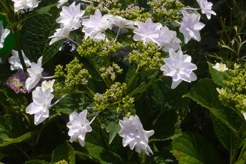 がく紫陽花・スミダの花火