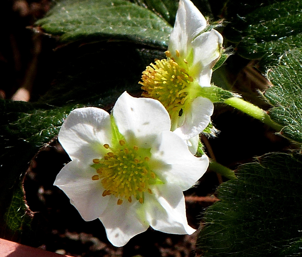 ワイルドストロベリー