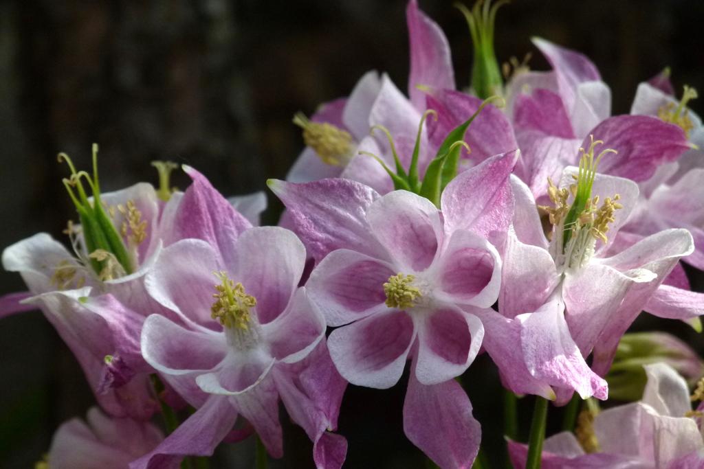 セイヨウオダマキの蕊