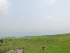 阿蘇の外輪の風景少し登ってます馬がたくさん食用かな