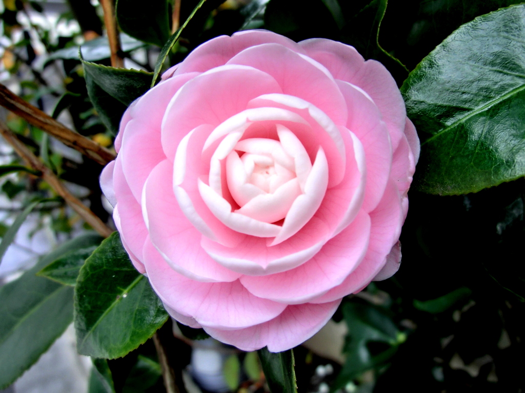 一輪だけ咲いた乙女椿