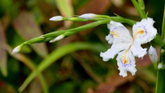 しゃがのつぼみとはな