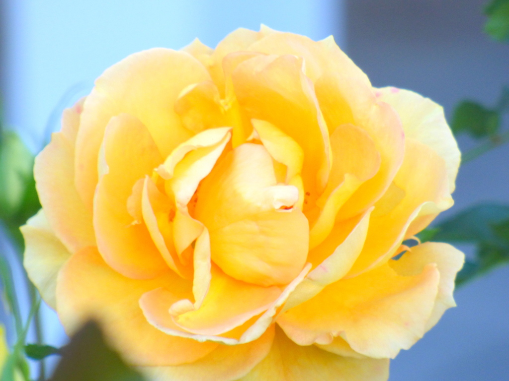 薔薇・ユリイカ