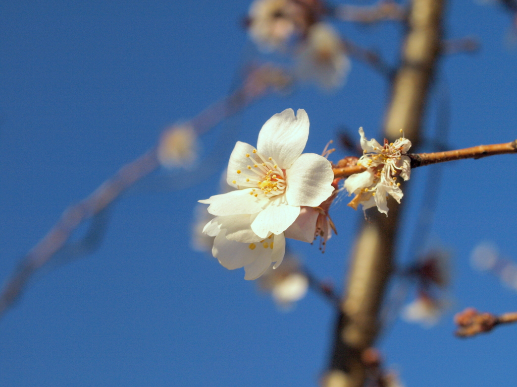 小ぶりな冬桜一輪