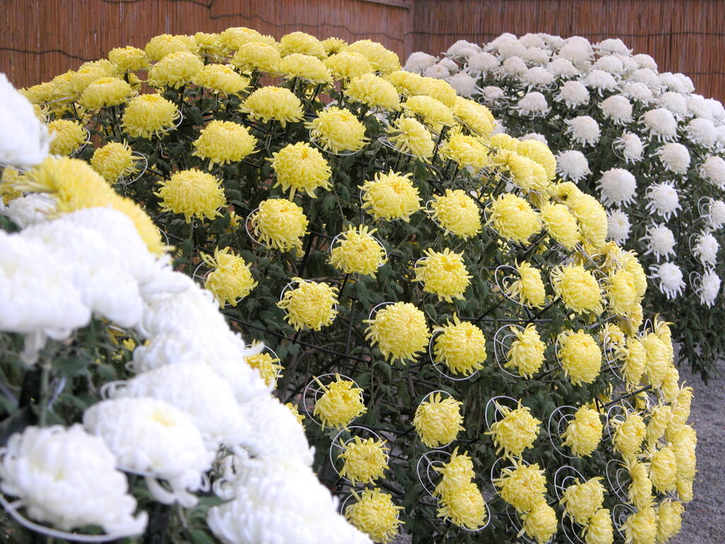 亀戸天神の菊まつりのあつもの菊