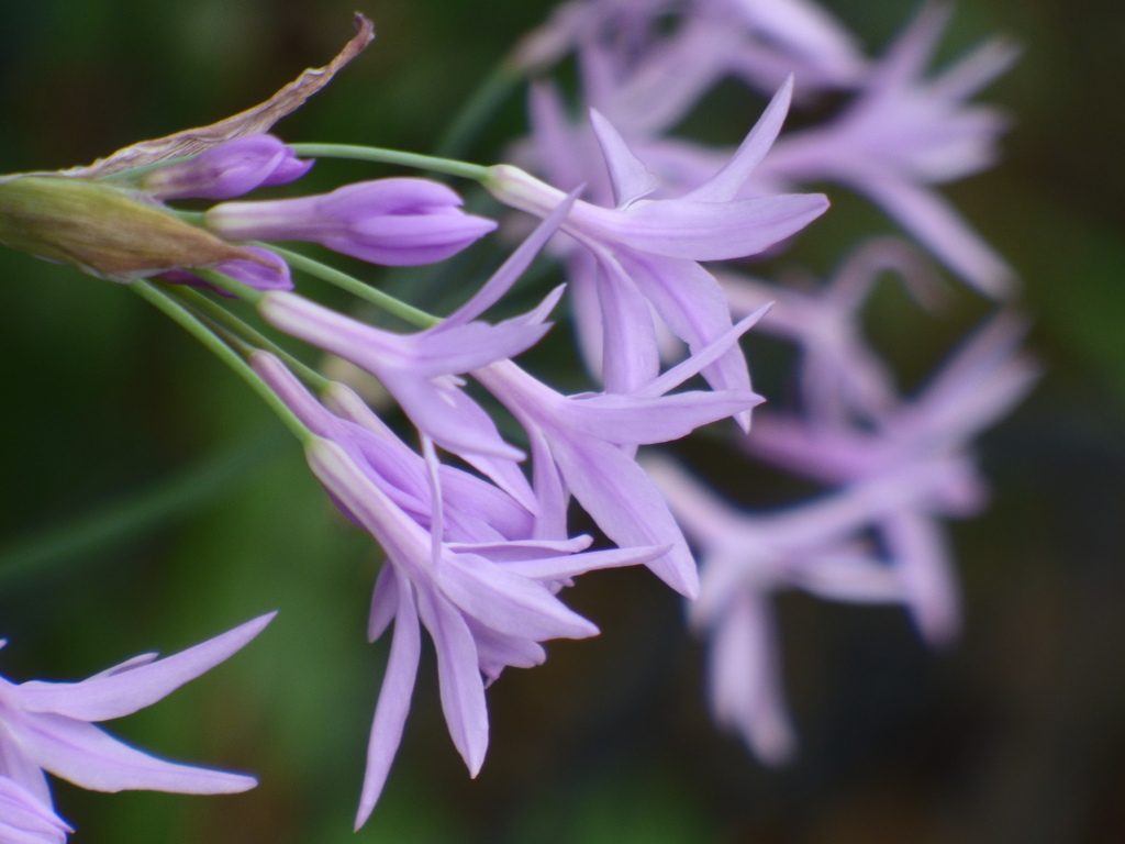 横から見たツルバギア