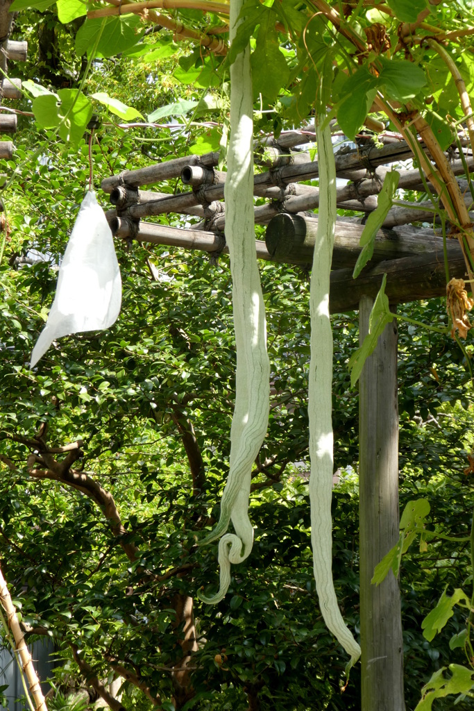 向島百花園の蛇ウリ