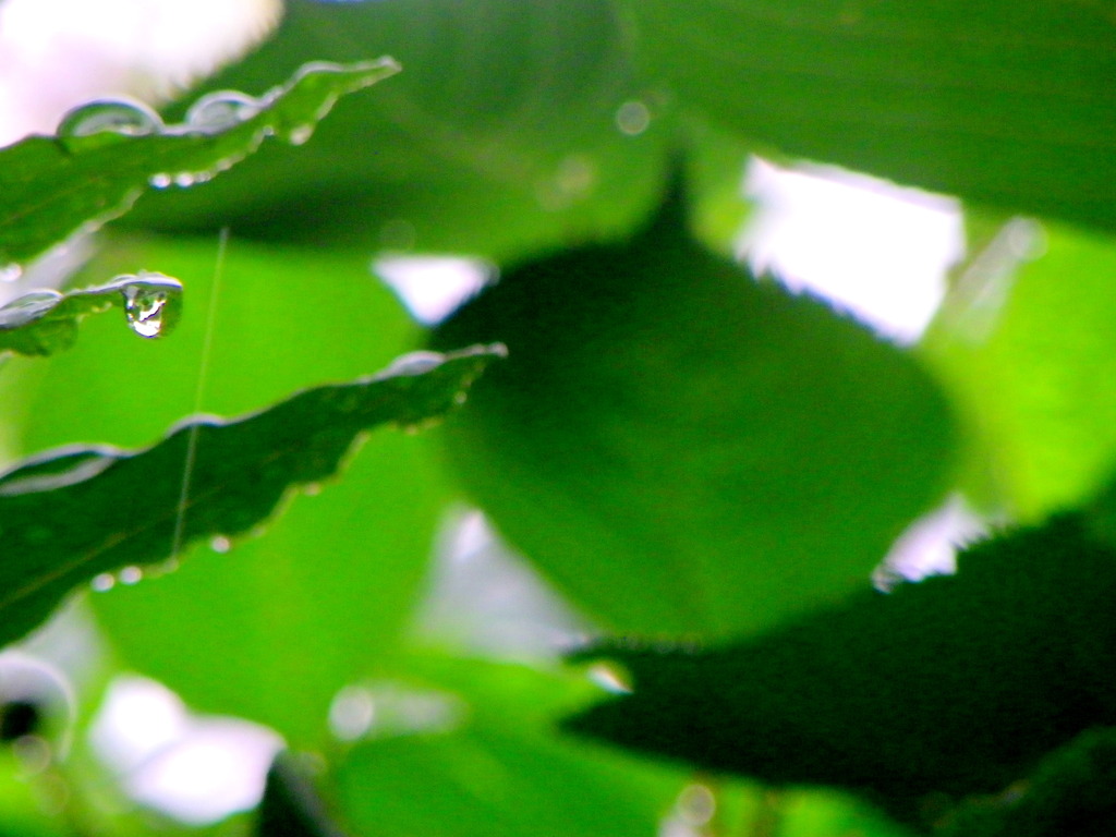 雨の日の金木犀の葉のしずく