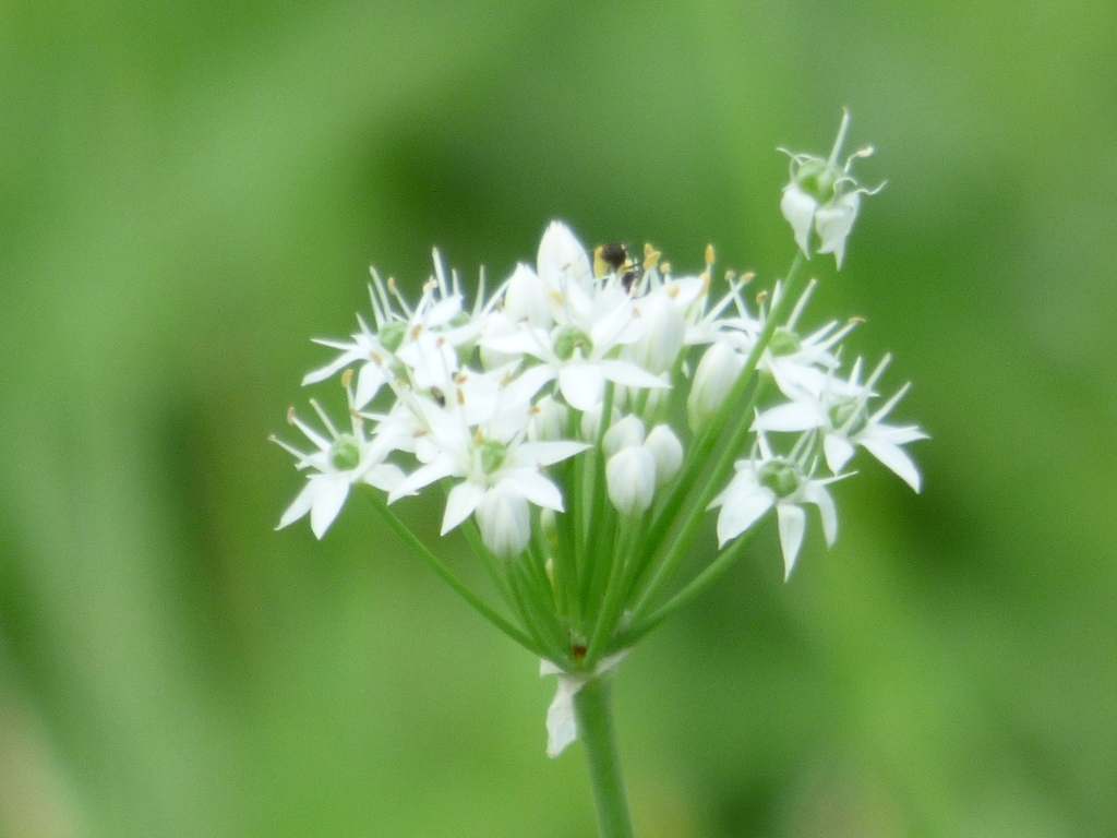 土手に逃げたニラの花