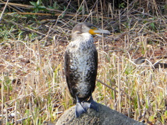 羽毛が冬場の？カワウ