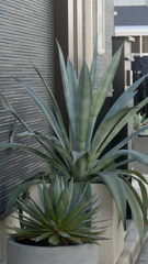 寒さに強いアガベ