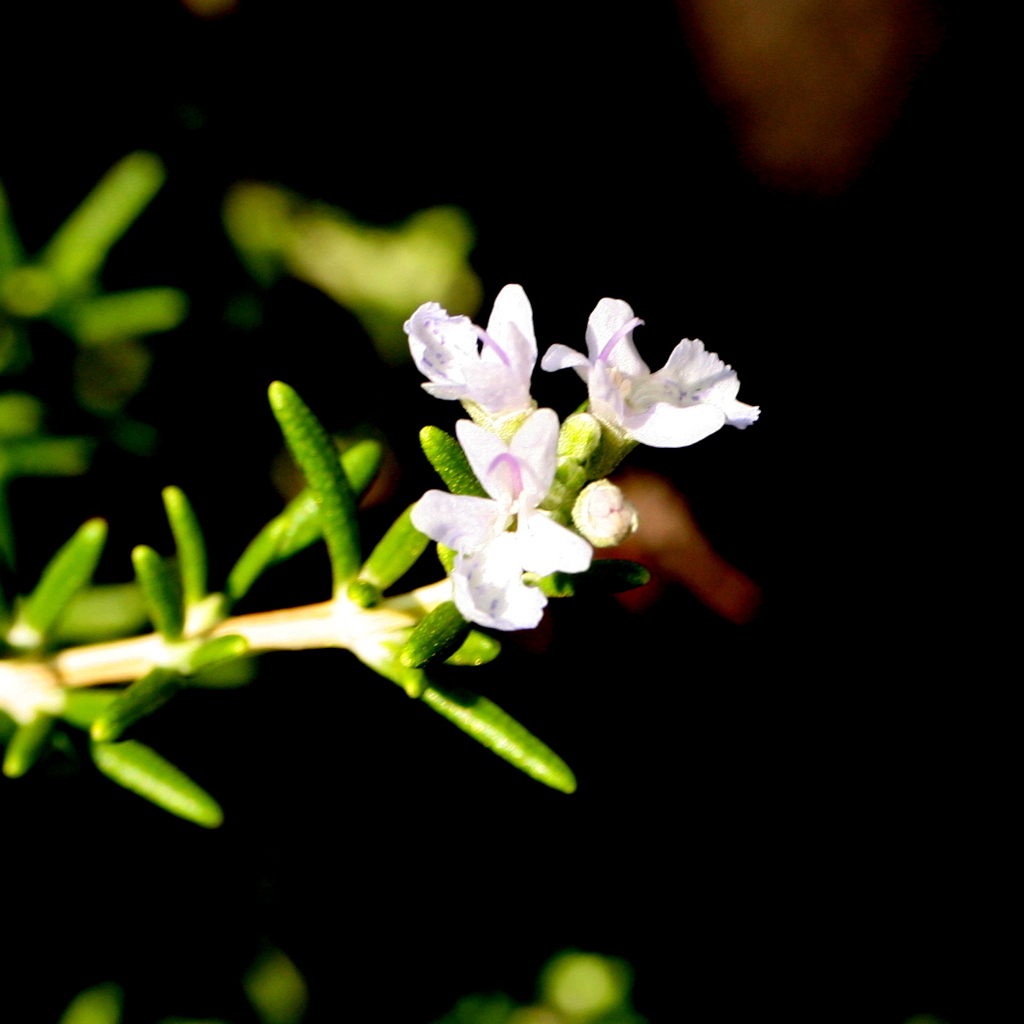 ローズマリーの花
