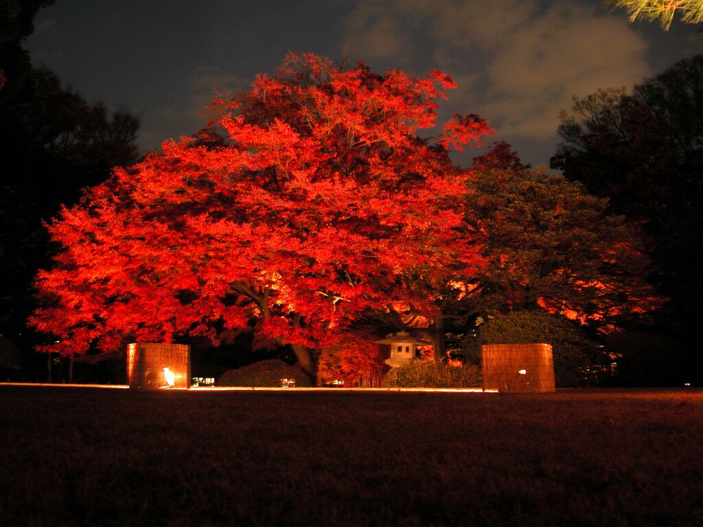 六義園の紅葉のライトアップ