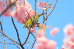 ツバキカン桜の枝の陰に一羽
