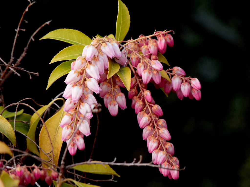 アケボノ馬酔木