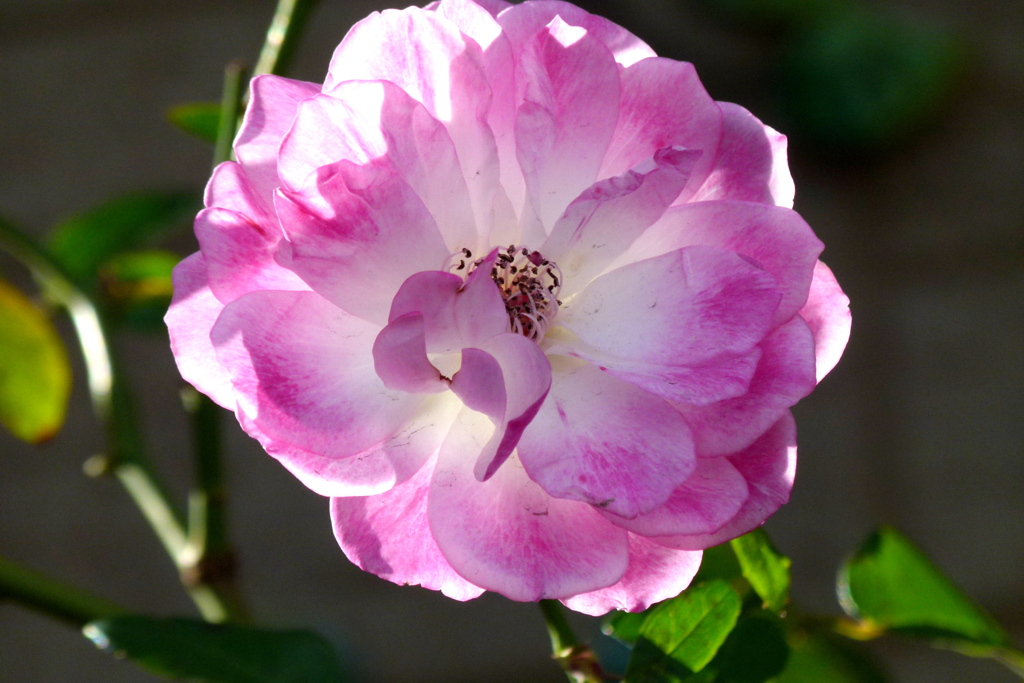 道端のプランターのピンクの逆光の薔薇