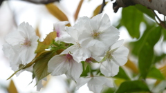 茶色い葉の里ザクラの太白