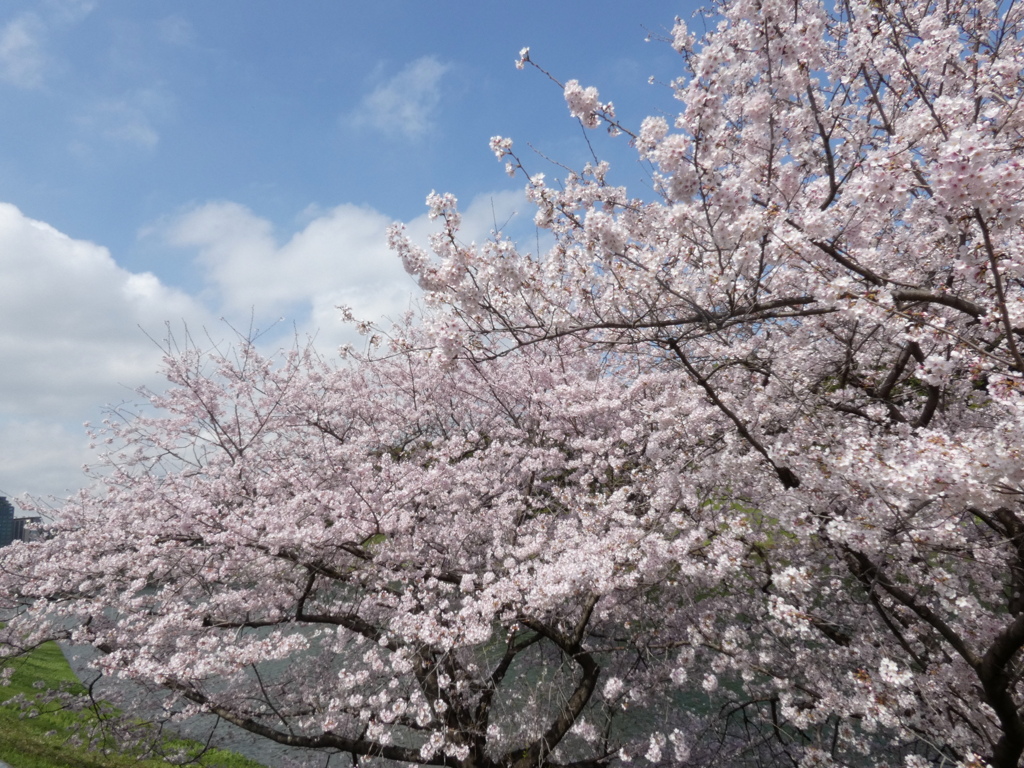 桜と青空、白い雲そして緑これもいい