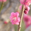 柳原千草園の紅梅