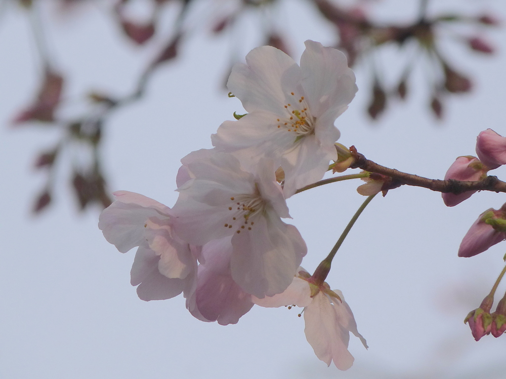 国立劇場の実生種の駿河小町桜