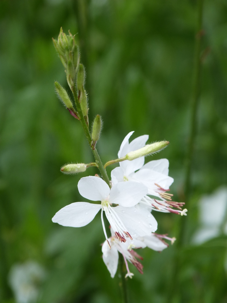 由布院のガウラ