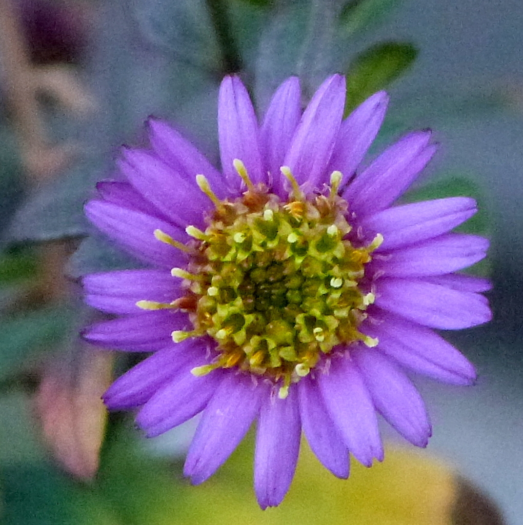 コン菊