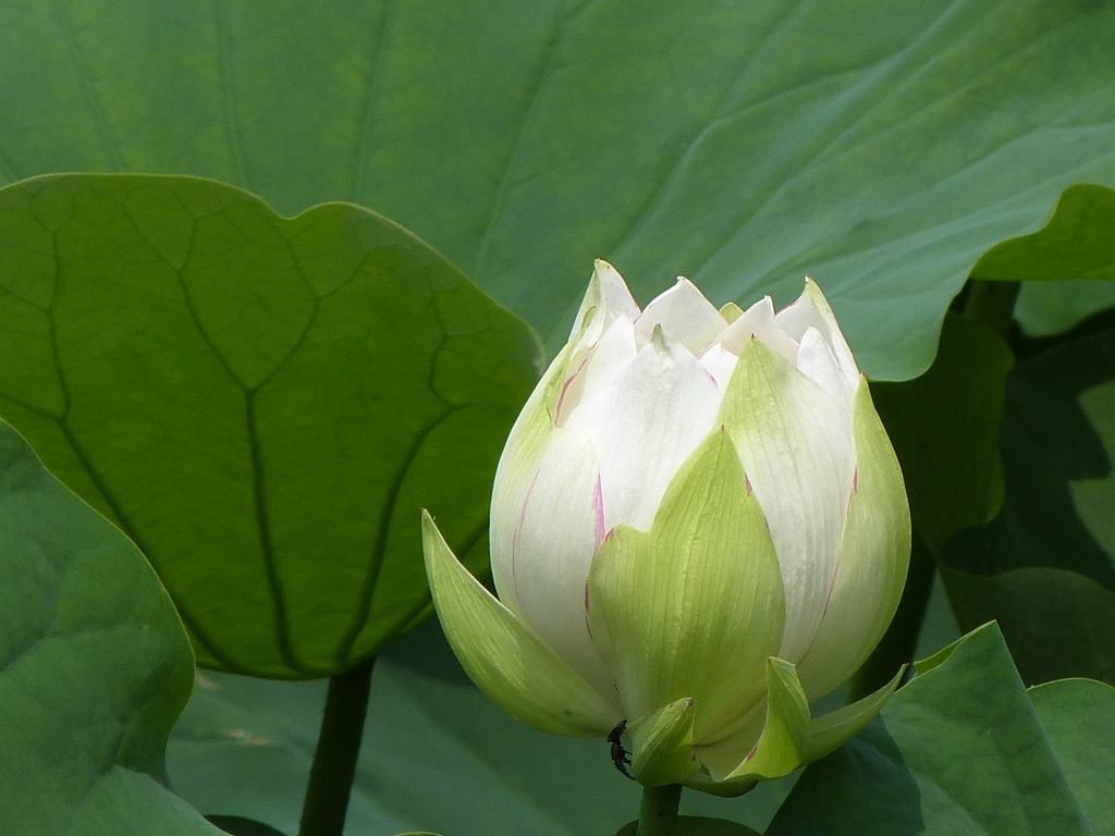 お堀の白花の蓮